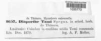 Diaporthe tami image